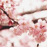 Cherry Blossom type de personnalité MBTI image