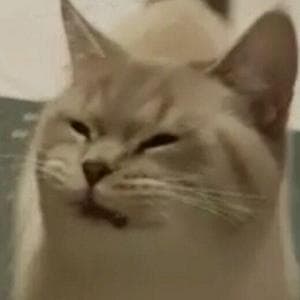 profile_Deeply in love with intjs