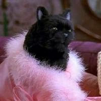 Salem Saberhagen MBTI Personality Type image