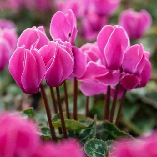 cyclamen type de personnalité MBTI image