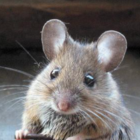 profile_Mouse