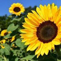 Sunflower MBTI Personality Type image