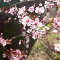 Cherry Blossoms (Sakura) type de personnalité MBTI image