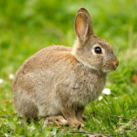 Rabbit type de personnalité MBTI image