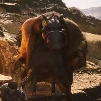 profile_Drunk Boar