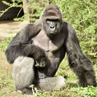 Harambe tipo de personalidade mbti image