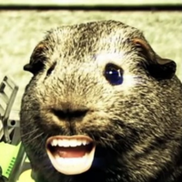 Charlie the Drunk Guinea Pig MBTI Personality Type image