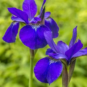 profile_May 10 (Flag Iris)