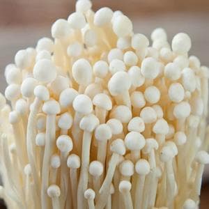 profile_Enoki mushroom