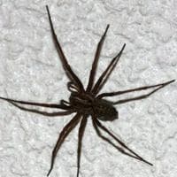 Spider MBTI性格类型 image