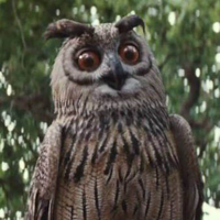 Owl نوع شخصية MBTI image