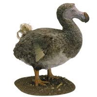 Dodo MBTI -Persönlichkeitstyp image