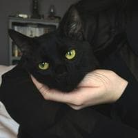 Black cat type de personnalité MBTI image