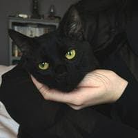 Black cat тип личности MBTI image