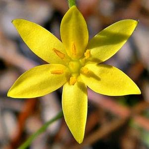 profile_August 26 (Hypoxis Aurea)