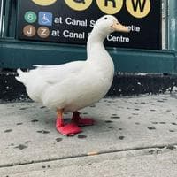 profile_Wrinkle the Duck