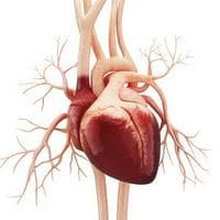 Heart typ osobowości MBTI image