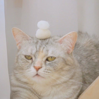 profile_TT (CreamHeroes)