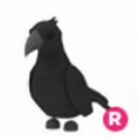 profile_Crow