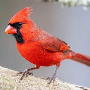 profile_Cardinal