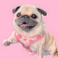 Pug MBTI Personality Type image