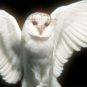profile_Owl in the crosshairs (Сова под прицелом)
