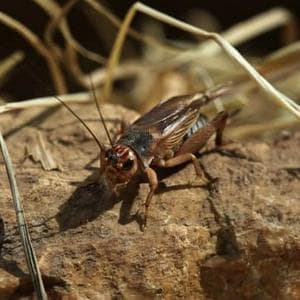 profile_Cricket's Chirps