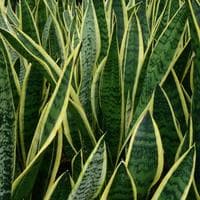 Snake Plant MBTI Personality Type image