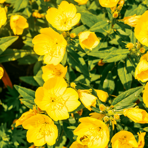 profile_June 21 (Evening Primrose)