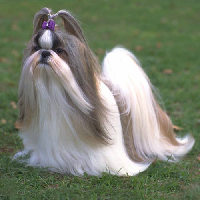 Shih Tzu typ osobowości MBTI image