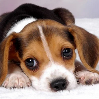 Beagle tipe kepribadian MBTI image