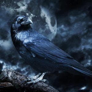 profile_Raven