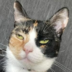 profile_Mango