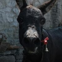 Jenny the Donkey mbti kişilik türü image