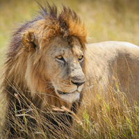profile_Lion