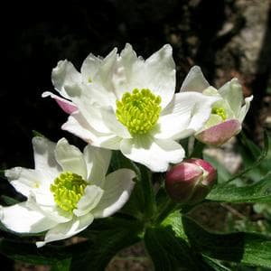 profile_Anemone
