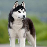 Siberian Husky MBTI Personality Type image