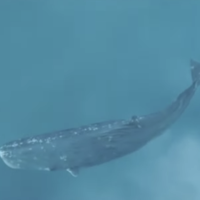 Spermwhale mbtiパーソナリティタイプ image