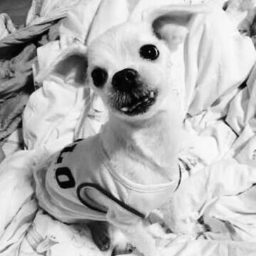 profile_Gureum (BTS)