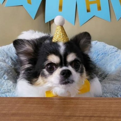 profile_Kkami 까미 (Stray Kids)