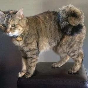 profile_American Ringtail