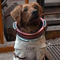 Cosmo The Spacedog MBTI Personality Type image