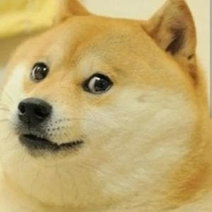 profile_Shiba Inu
