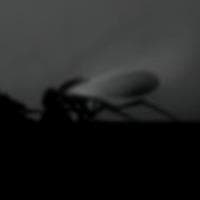 profile_The Fly