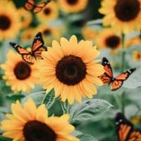 Sunflower тип личности MBTI image