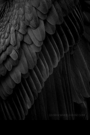 Heavenly black-winged