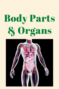 Body Parts and Organs