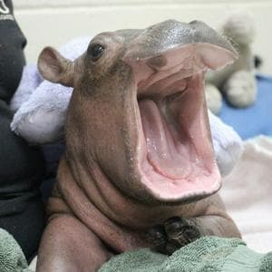 profile_Hippopotamus in the crosshairs (Бегемот под прицелом)