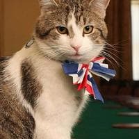 profile_Larry (Downing Street cat)