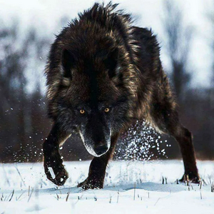 FritzWolf